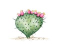 Hand Drawn Sketch of Opuntia Macrocentra Cactus Plant
