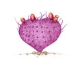 Hand Drawn Sketch of Opuntia Macrocentra Cactus Plant