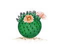 Hand Drawn Sketch of Orange Chiffon Cactus
