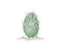 Hand Drawn Sketch of Oreocereus Trollii Cactus Royalty Free Stock Photo