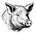Hand drawn sketch of a pig face. Portrait of a farm animal in vintage engraved style.