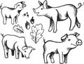 Hand drawn Sketch of pig. Pork. different poses. Funny pig. set of pigs. sketch ink pigs. VECTOR. Oak Leaf and acorns