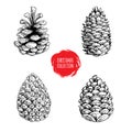 Hand drawn sketch pine cones set. Christmas collection isolated on white background. Great for seasonal holiday decor and greetin