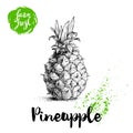 Hand drawn sketch pineapple poster. Vector pineapple eco food illustration. Hand drawn farm fresh badge.