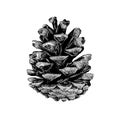 Hand drawn sketch of pinecone in black on white background. Royalty Free Stock Photo
