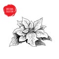 Hand drawn sketch poinsettia. Christmas seasonal flower. Winter holiday symbol.