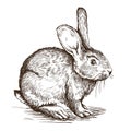 Hand drawn sketch of rabbit