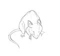 Hand drawn sketch of rat