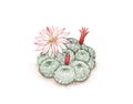 Hand Drawn Sketch of Rebutia Cactus with Flowers