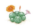 Hand Drawn Sketch of Rebutia Cactus with Flowers