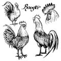 Hand drawn sketch of roosters.
