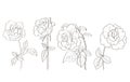 Hand-drawn sketch of rose flowers in vector format. Black and white line drawing Royalty Free Stock Photo