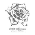 Hand drawn sketch of rose, single bud Detailed vintage botanical illuatration. Floral black silhouette isollated on