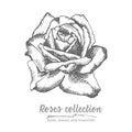 Hand drawn sketch of rose, single bud Detailed vintage botanical illuatration. Floral black silhouette isollated on