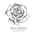 Hand drawn sketch of rose, single bud Detailed vintage botanical illuatration. Floral black silhouette isollated on