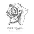 Hand drawn sketch of rose, single bud Detailed vintage botanical illuatration. Floral black silhouette isollated on