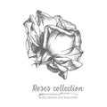 Hand drawn sketch of rose, single bud Detailed vintage botanical illuatration. Floral black silhouette isollated on