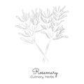 Hand Drawn Sketch of Rosemary or Anthos Royalty Free Stock Photo