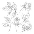 Sketch roses collection Royalty Free Stock Photo