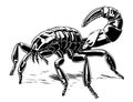 Hand drawn sketch of scorpion. Retro realistic animal isolated. Vintage tattoo. Doodle line graphic design. Royalty Free Stock Photo