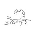 Hand drawn sketch of scorpion. Retro realistic animal isolated. Vintage tattoo. Doodle line graphic design. Scorpion, vector Royalty Free Stock Photo