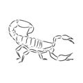 Hand drawn sketch of scorpion. Retro realistic animal isolated. Vintage tattoo. Doodle line graphic design. Scorpion, vector Royalty Free Stock Photo