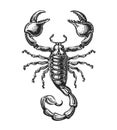 Hand drawn sketch of scorpion. Tattoo animal. Vector illustration Royalty Free Stock Photo