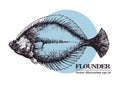 Hand drawn sketch seafood vector vintage illustration of flounder fish. Can be use for menu or packaging design