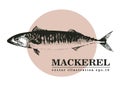 Hand drawn sketch seafood vector vintage illustration of mackerel fish. Can be use for menu or packaging design