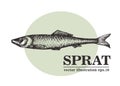 Hand drawn sketch seafood vector vintage illustration of sprat fish. Can be use for menu or packaging design. Engraved