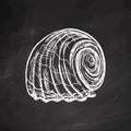 Hand-drawn sketch of seashell, clam, conch. Scallop sea shell, sketch style vector illustration isolated on chalkboard background Royalty Free Stock Photo