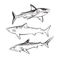 Hand drawn sketch shark set. Vector black ink drawing illustration isolated on white background Royalty Free Stock Photo