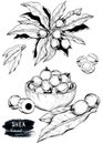 Hand drawn sketch of Shea nuts plant, berry, fruit