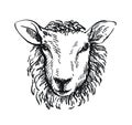 Drawing of sheep`s head in full face on white background