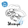 Hand drawn sketch shrimps isolated on white background. Seafood symbols vector illustration. Prawns.