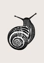 Hand-drawn sketch Snail isolated on beige background. Vintage style. Vector illustration for posters and print Royalty Free Stock Photo