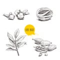 Hand drawn sketch spices set. Bay leaves branch, nutmeg fruit, cardamoms and cloves. Herbs, condiments and spices vector illustrat