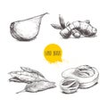 Hand drawn sketch spices set. Garlic clove, ginger root, bay leaves bunch and nutmeg mace fruits. Herbs, condiments and spices vec Royalty Free Stock Photo