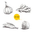 Hand drawn sketch spices set. Garlic, ginger root, bay leaves bunch and nutmeg. Herbs, condiments and spices vector illustration Royalty Free Stock Photo