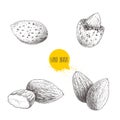 Hand drawn sketch style almond set. Single, group seeds and almond in nutshell. Organic food vector illustrations collection
