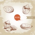 Hand drawn sketch style almond set. Single, group seeds and almond in nutshell. Organic food vector illustrations collection