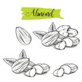 Hand drawn sketch style almond set. Royalty Free Stock Photo