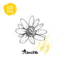 Hand drawn sketch style arnica flower. Herbal medicine vector illustration