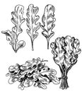 Hand drawn sketch style arugula leaves set. Single leaf and bunches. Detailed vegetarian food drawing. Fresh salad eco Royalty Free Stock Photo