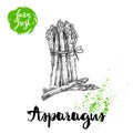 Hand drawn sketch style asparagus bunch. Organic food farm fresh vector illustration Royalty Free Stock Photo