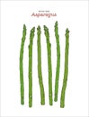 Hand drawn sketch style asparagus vector. Royalty Free Stock Photo