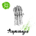 Hand drawn sketch style asparagus bunch. Organic food farm fresh vector illustration Royalty Free Stock Photo