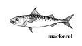 Hand drawn sketch style Atlantic Mackerel. Fish restaurant menu element. Best for seafood market designs.