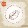 Hand drawn sketch style basil leaf on old looking background. Herb and spices vector illustration.