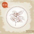 Hand drawn sketch style basil plant. Herbs, spices and condiments. Nature organic food ingredient. Vector illustration